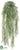 Sprengeri Hanging Bush - Green - Pack of 12