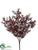 Skimmia Bush - Burgundy - Pack of 12