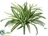 Silk Plants Direct Spider Plant - Cream Green - Pack of 12