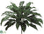 Silver Queen Plant Shrub - Green Dark - Pack of 6