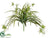 Spider Plant Bush - Variegated - Pack of 12