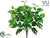 Outdoor Pothos Bush - Green Cream - Pack of 12