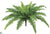 Outdoor Boston Fern Bush - Green - Pack of 6