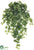 Ivy Hanging Plant - Green - Pack of 12