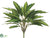 Dracaena Bush - Green - Pack of 12