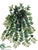 Columnea Hanging Bush - Green - Pack of 12