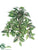 Wandering Jew Hanging Bush - Green Cream - Pack of 24