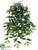 Ruscus Hanging Bush - Green - Pack of 12