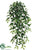 Ruscus Hanging Bush - Green - Pack of 6