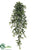 Ruscus Hanging Bush - Green - Pack of 6