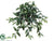 Ruscus Hanging Bush - Green - Pack of 12