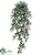 Ruscus Hanging Bush - Green - Pack of 6