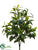 Coffee Leaf Bush - Green Two Tone - Pack of 6