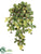 Raspberry Hanging Bush - Fall - Pack of 12