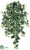 Ivy Hanging Plant - Variegated - Pack of 12