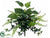 Pothos, Fern Bush - Green Mixed - Pack of 12