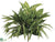 Spider, Dieffenbachia Bush - Green White - Pack of 6