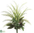 Dieffenbachia, Fern, Wandering Jew Bush - Green - Pack of 12