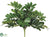 Zamia Bush - Green - Pack of 12