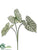 Caladium Plant - Green White - Pack of 12