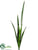 Sansevieria - Green - Pack of 12