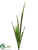 Sansevieria - Variegated - Pack of 12