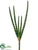 Snake Plant - Green - Pack of 12