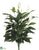 Spathiphyllum Peace Lily Plant - Green - Pack of 6