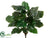 Philodendron Plant - Green - Pack of 6