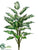 Dieffenbachia Plant - Green - Pack of 6