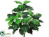 Silk Plants Direct Pothos Plant - Green Cream - Pack of 6