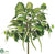 Syngonium, Spider Plant, Philodendron Bush - Green - Pack of 6