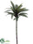 Dracaena Spray - Green Burgundy - Pack of 12