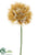 Dandelion Spray - Beige - Pack of 4