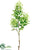 Silk Plants Direct Locust Branch - Green Cream - Pack of 12