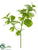 Oregano Pick - Green Cream - Pack of 12