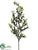 Mini Pittosporum Spray - Variegated - Pack of 6