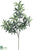 Podocarpus Spray - - Pack of 12