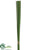 Pond Reed Bundle - Green - Pack of 6