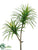 Yucca Stem - Green Cream - Pack of 4