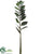 Zamioculcas Zamiifolia ZZ Spray - Green - Pack of 12