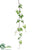 Lantern Vine - Green - Pack of 12