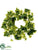 Ivy Wreath - Variegated - Pack of 12