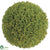 Sedum Ball - Green - Pack of 6