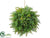 Leather Fern, Tea Leaf Ball - Green - Pack of 2