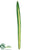 Large Carex Leaf Spray - Green - Pack of 12