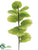 Sea Grape Spray - Green Light - Pack of 6