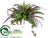 Boston Fern, Spider Bush - Green Purple - Pack of 12