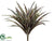 Spider Plant - Purple Green - Pack of 12