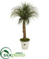 Silk Plants Direct Pony Tail Palm Artificial Plant - Pack of 1